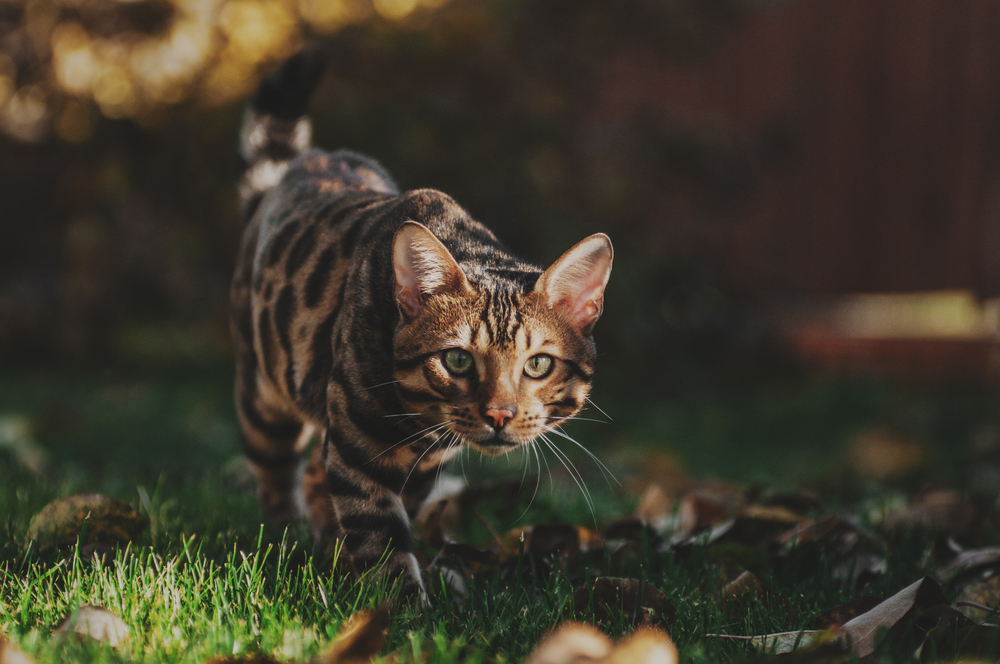 250 Beautiful Bengal Cat Names For Your Little Leopard