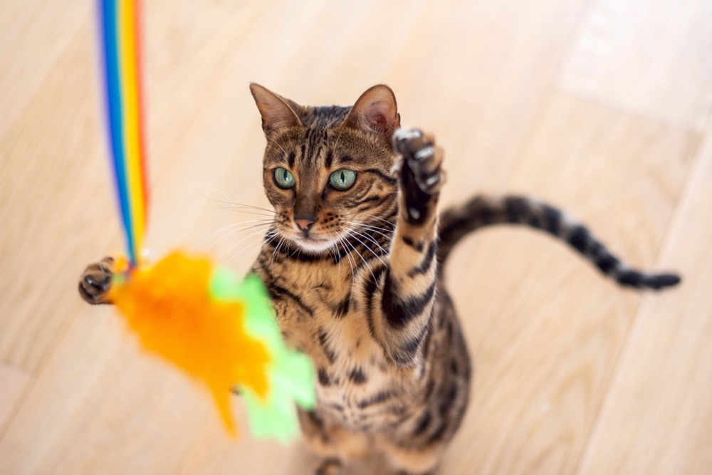 7 Ways To Keep Bengal Cat Entertained And In High Spirits