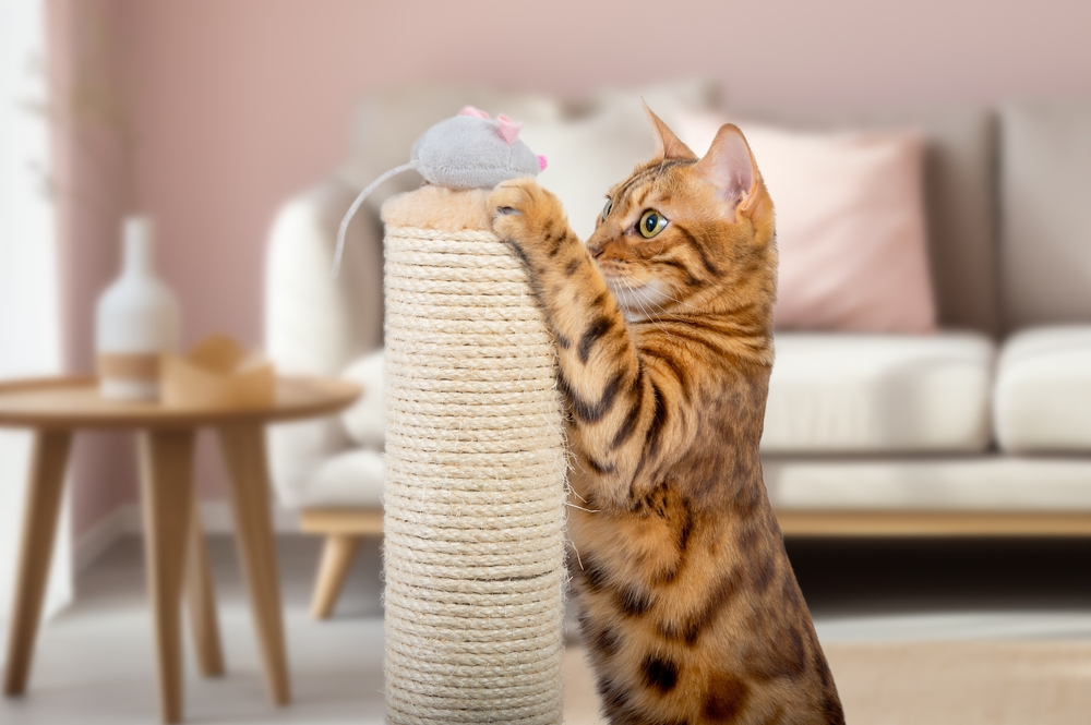7 Ways To Keep Bengal Cat Entertained And In High Spirits