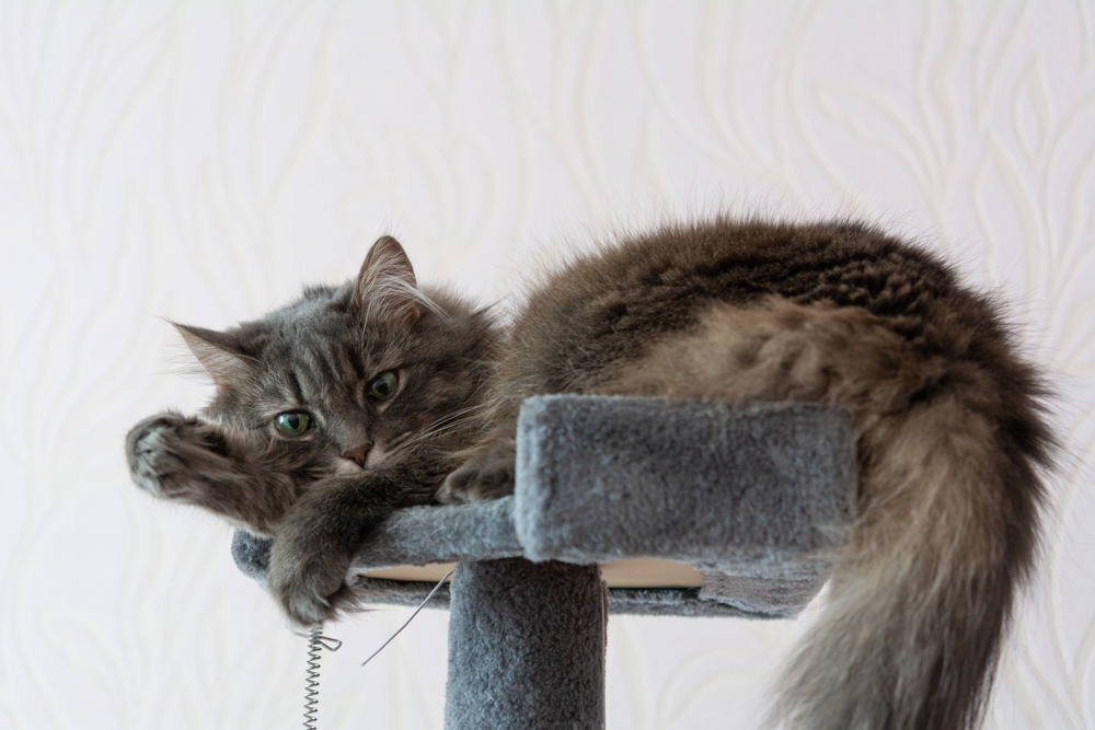 9 Nifty Norwegian Forest Cat Toys For Your Playful Wegie