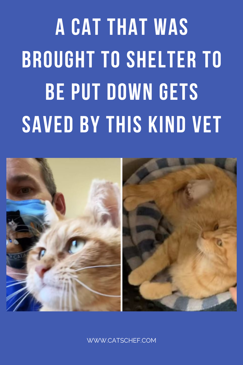 Uyutulmak Üzere Barınağa Getirilen Bir Kedi Bu Nazik Veteriner Tarafından Kurtarıldı