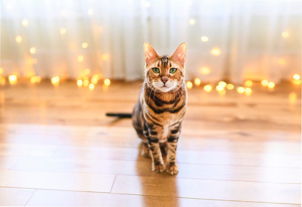 Bengal Cats Everything You Need To Know Before Adopting One