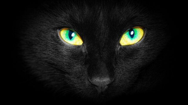 Black Bengal Cat