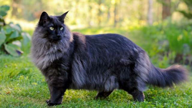 Black Norwegian Forest Cat: A Pet You'll Want To Take Home