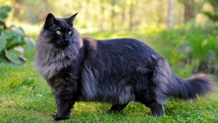 Black Norwegian Forest Cat: A Pet You’ll Want To Take Home