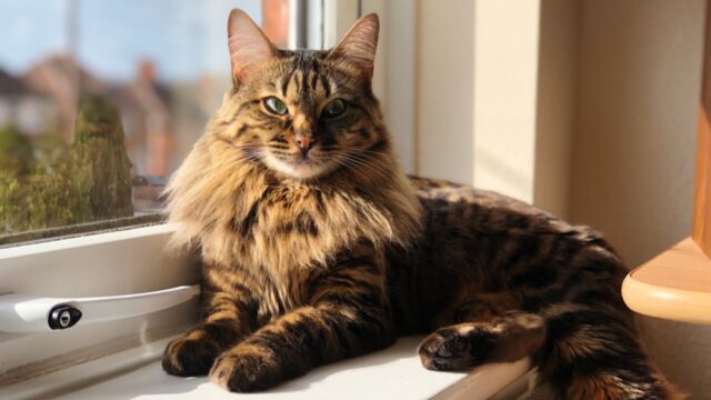 Cashmere Bengal Cat