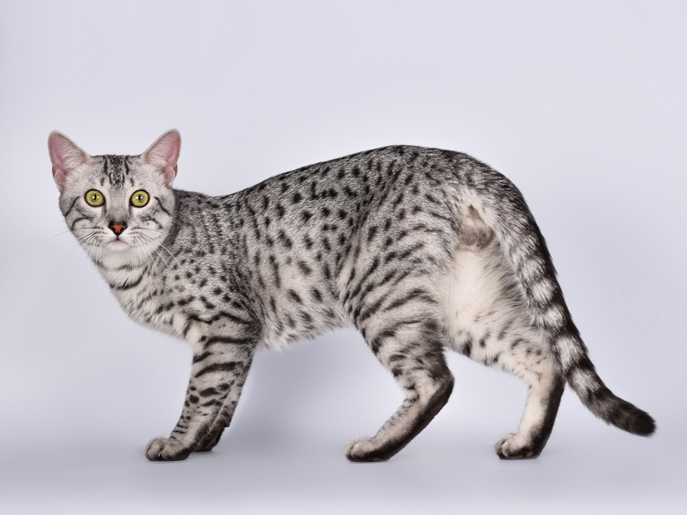 Egyptian Mau: A Complete Guide About This Spotted Beauty