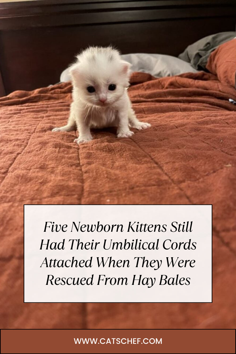 Yeni Doğan Beş Yavru Kedi Saman Balyalarından Kurtarıldıklarında Göbek Kordonları Hala Bağlıydı