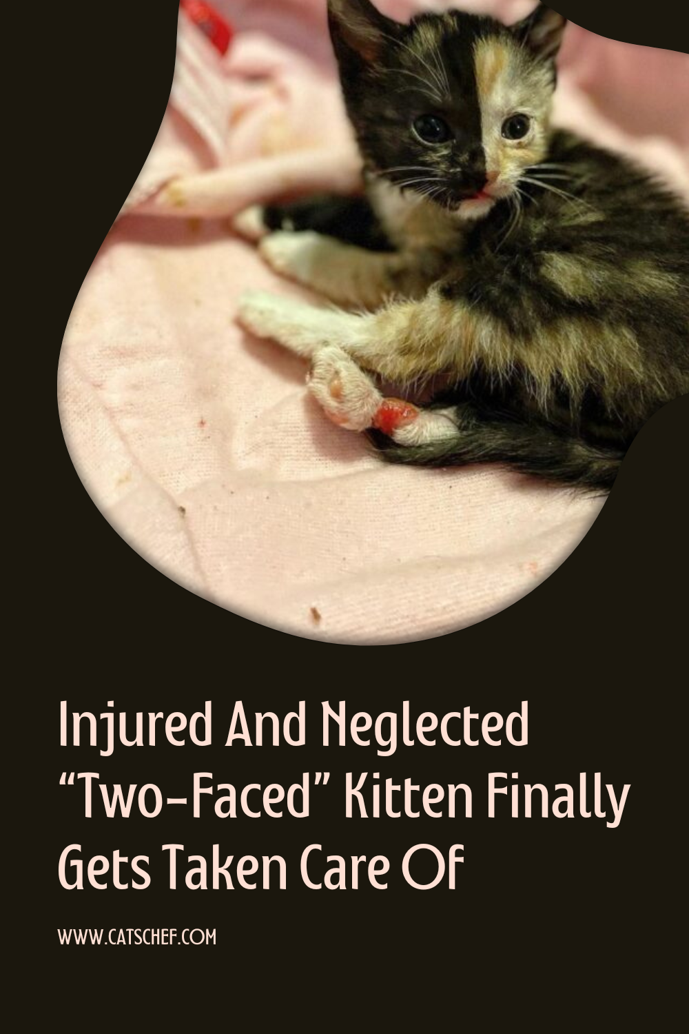Yaralı ve İhmal Edilmiş "İki Yüzlü" Yavru Kedi Nihayet Bakıma Alındı
