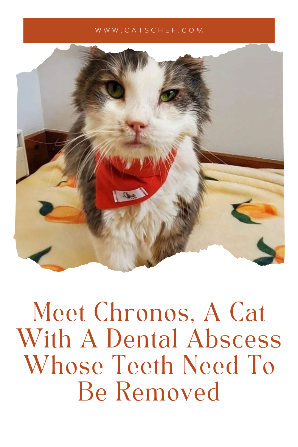 Diş Apsesi Olan ve Dişlerinin Çekilmesi Gereken Kedi Chronos ile Tanışın