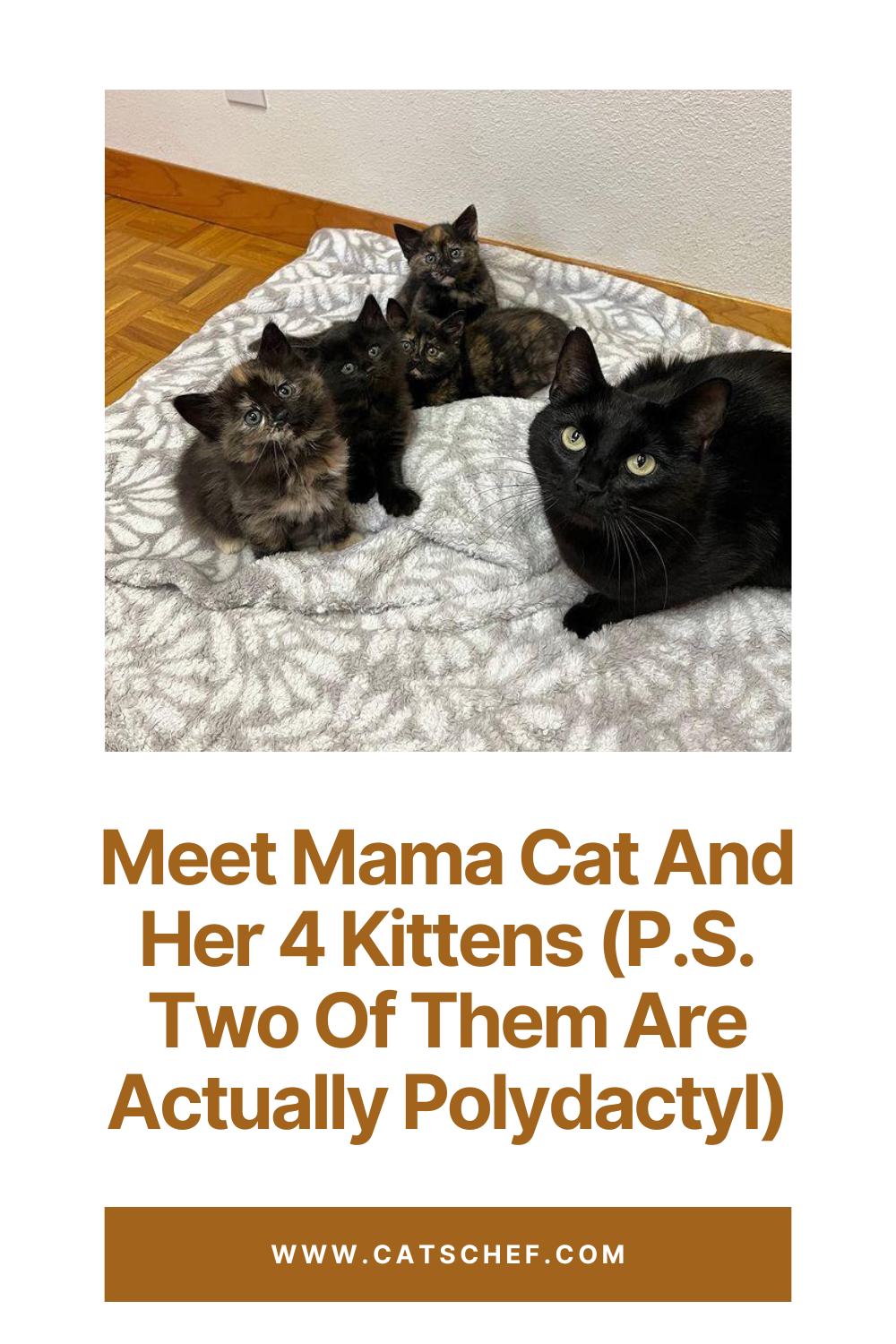 Anne Kedi ve 4 Yavrusuyla Tanışın (Not: İkisi Aslında Polidaktil)