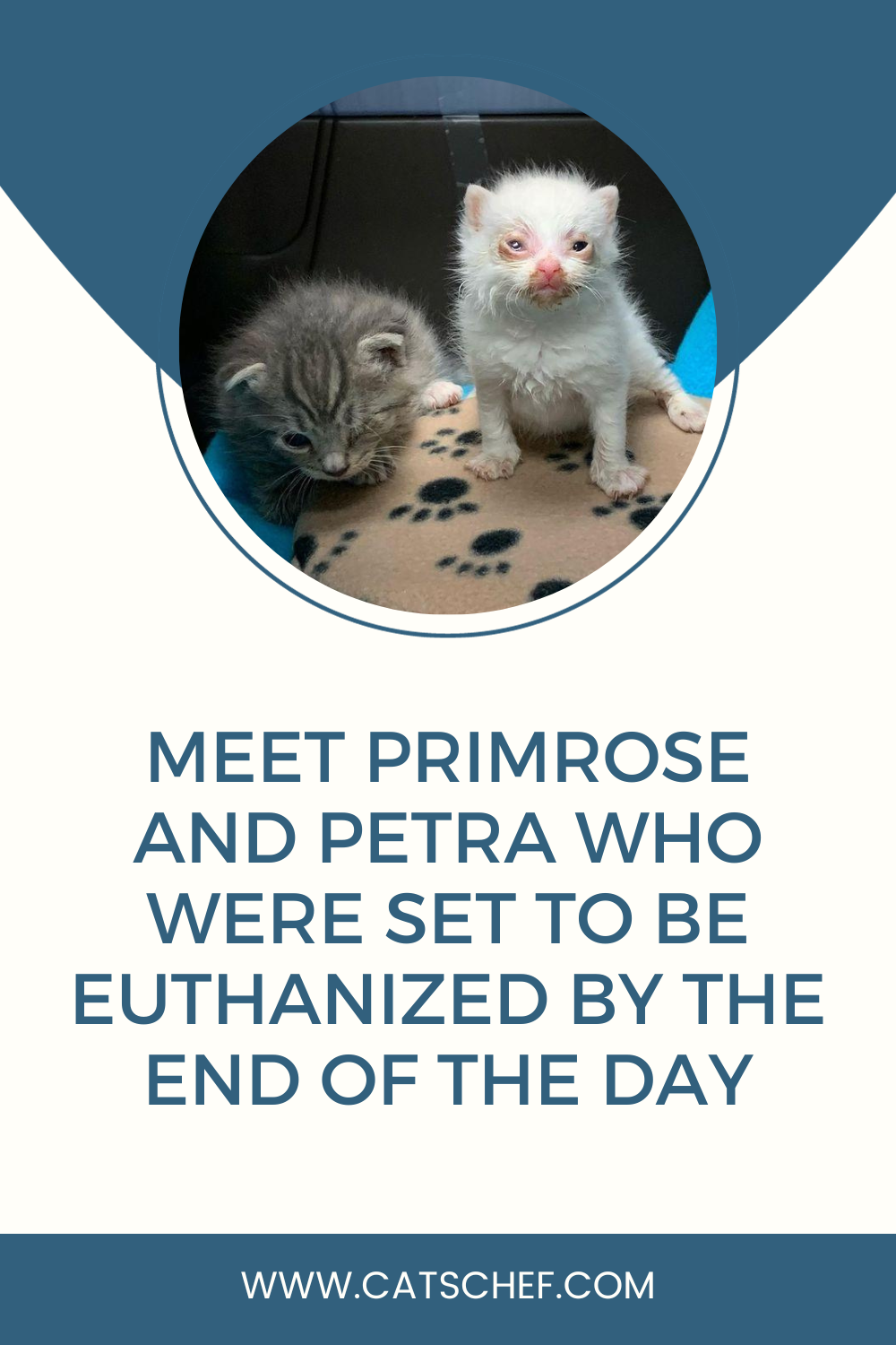 Meet Primrose And Petra Who Were Set To Be Euthanized By The End Of The Day