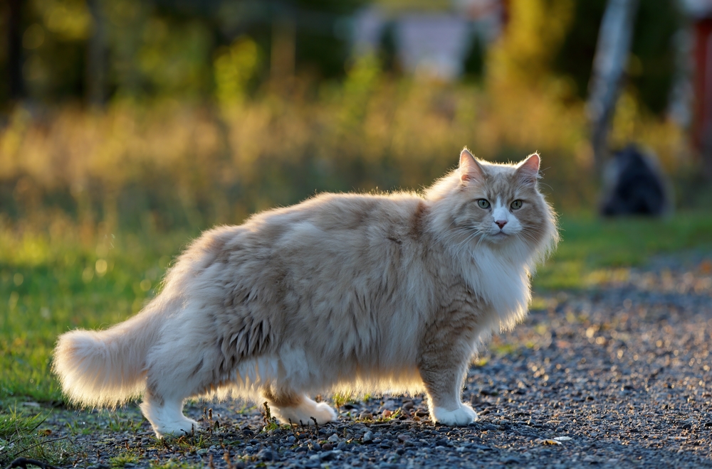 Norwegian Forest Cat Everything About This Fluffy Giant