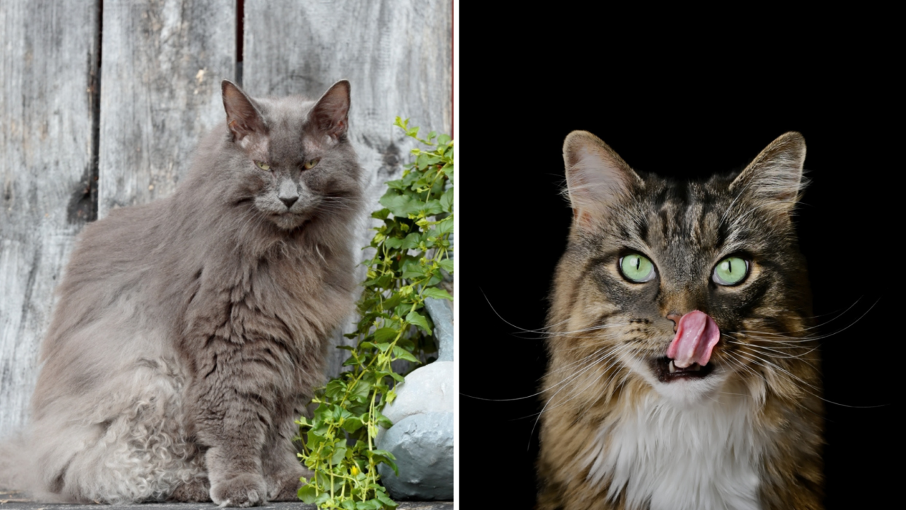 Norwegian Forest Cat Vs. Domestic Longhair: The Distinctions