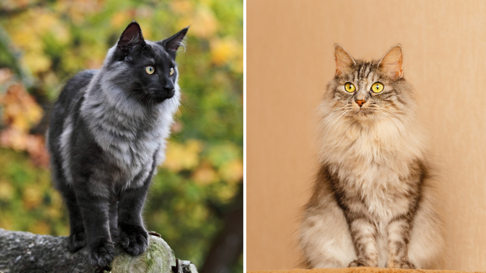 Norwegian Forest Cat Vs. Domestic Longhair The Distinctions