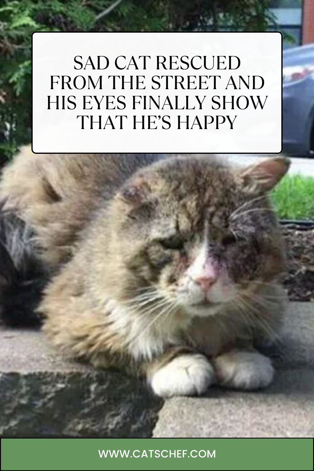 Sokaktan Kurtarılan Üzgün Kedi Ve Gözleri Nihayet Mutlu Olduğunu Gösteriyor