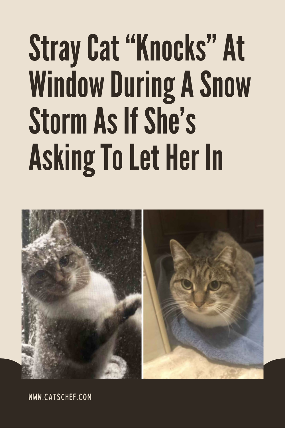 Sokak Kedisi Kar Fırtınası Sırasında Sanki İçeri Girmek İstiyormuş Gibi Pencereyi "Çalıyor"