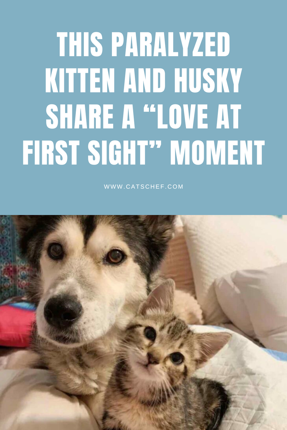 Bu Felçli Yavru Kedi ve Husky "İlk Görüşte Aşk" Anını Paylaşıyor