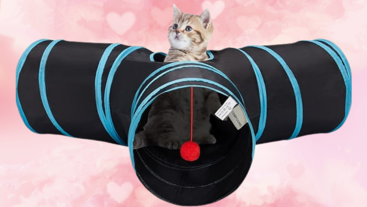 9 Nifty Norwegian Forest Cat Toys For Your Playful Wegie