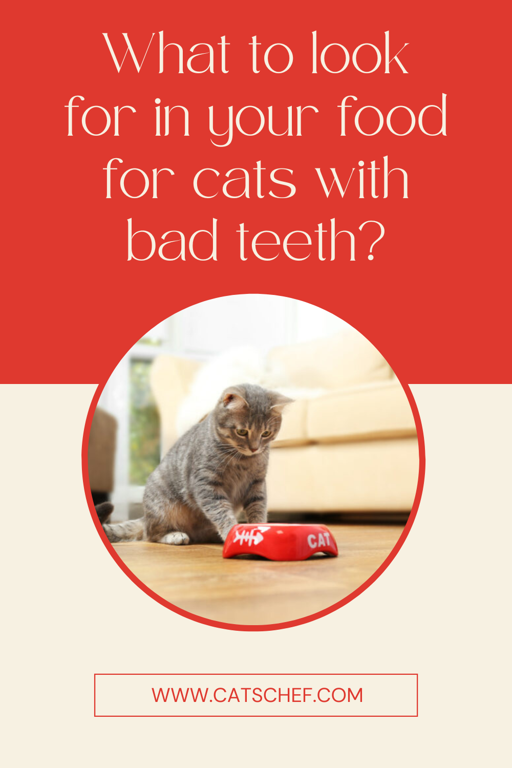Kötü Dişlere (Ve Seçici Tat Tomurcuklarına) Sahip Kediler İçin Yumuşak Kuru Mama