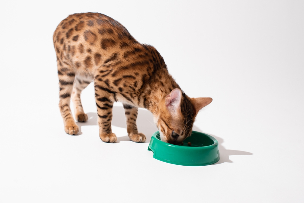 What's The Best Food For Bengal Cats 10 Paw-Licking Picks