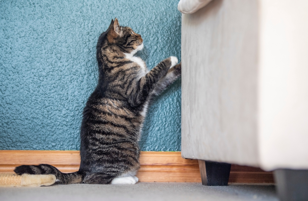 Kedim Neden Duvarı Tırmalıyor? Yıkıcı Ruh Hali Açıklandı
