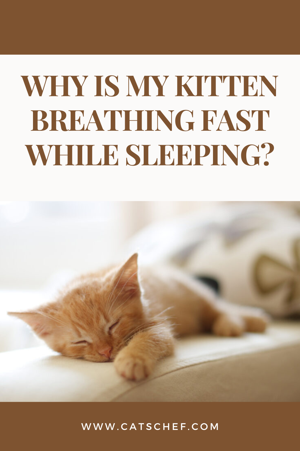 Yavru kedim uyurken neden hızlı nefes alıyor?