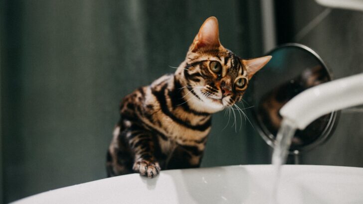 Bengal Cat Grooming: How To Keep Yours Purrfectly Groomed