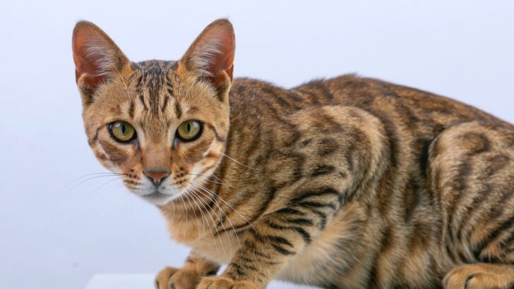 250 Beautiful Bengal Cat Names For Your Little Leopard