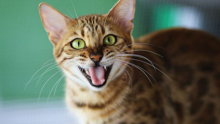10 Bengal Cat Sounds And What They’re Trying To Say