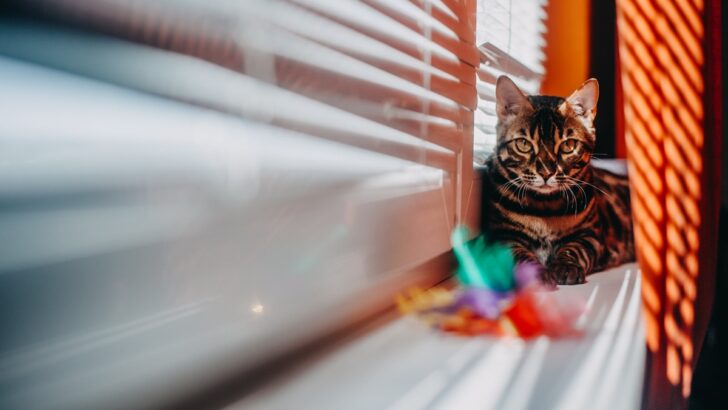10 Best Bengal Cat Toys To Entertain Your Little Leopard