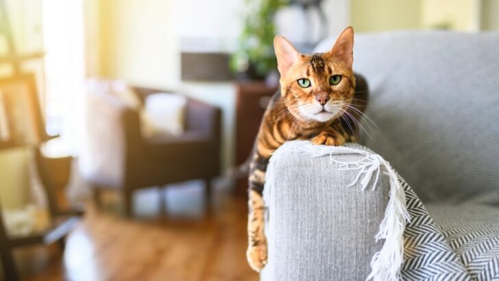 Bengal Cats: Everything You Need To Know Before Adopting One