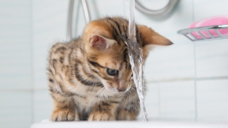 Kedinizi Temizleyin: Bengal Kedileri İçin En İyi 10 Kedi Şampuanı