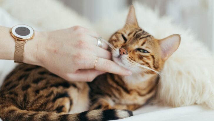 What’s The Best Food For Bengal Cats? 10 Paw-Licking Picks