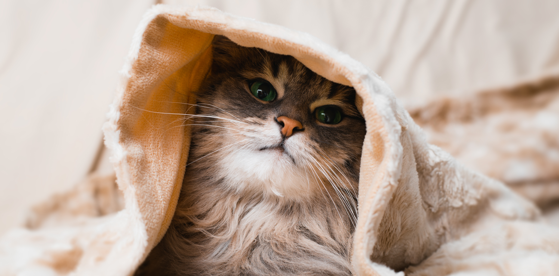 can cats breathe under blankets
