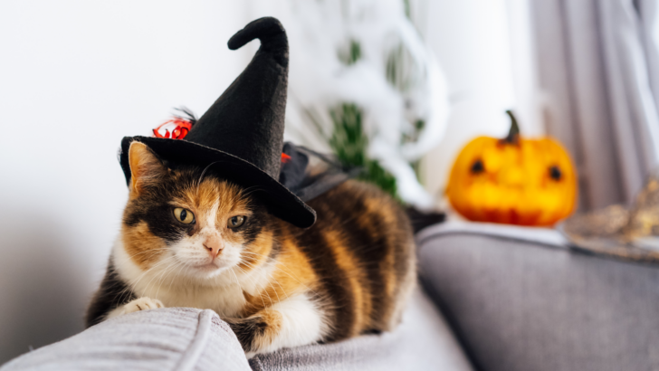 Can Cats See Ghosts? Let’s Explain Your Furry Ghost Buster