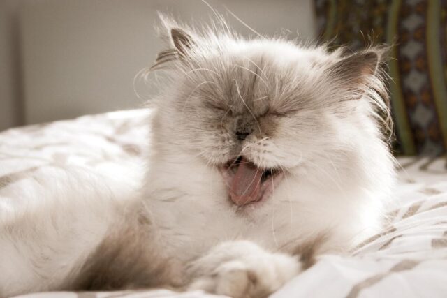 cat names beginning with c