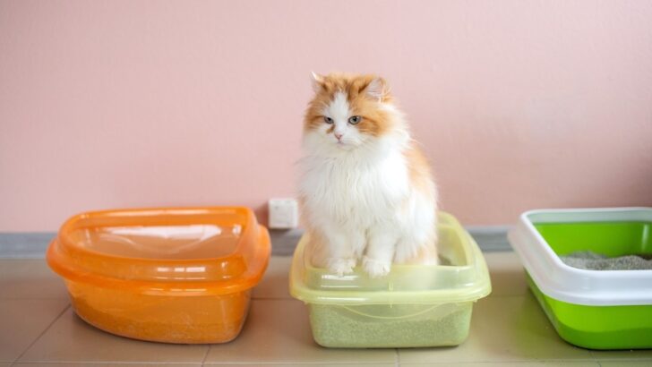 Cat Body Explained: Do Cats Pee And Poop At The Same Time?