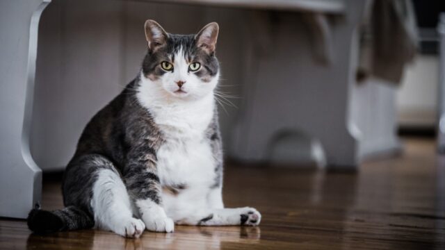 home remedies for bloated cat