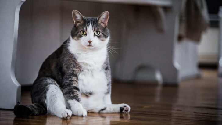 Şişmiş Bir Kedi İçin Hayatını Kolaylaştıracak 7 Ev İlacı