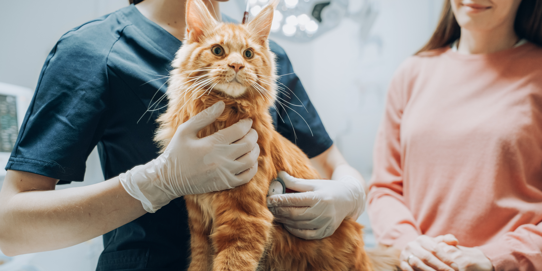 how long to keep cat confined after spay