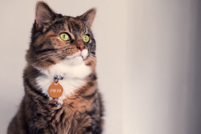 nordic cat names