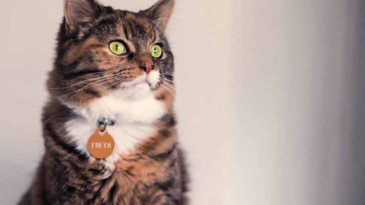235 Nordic Cat Names For Your Little God Of Thunder