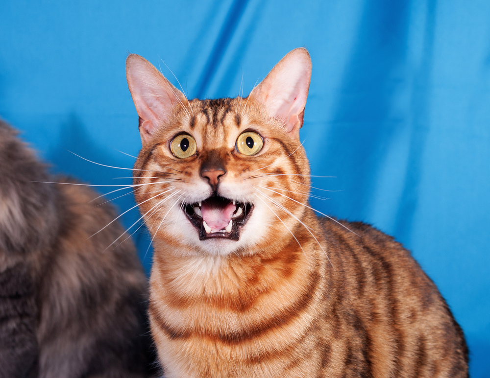 10 Bengal Cat Sounds And What They're Trying To Say