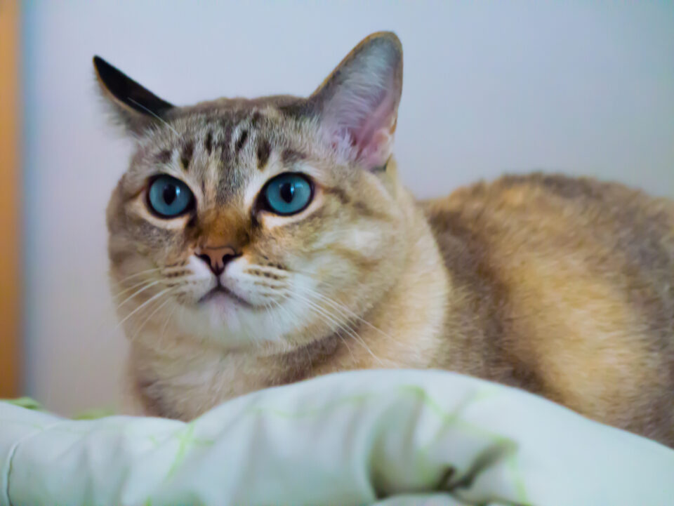 300 Cat Names Beginning With C For The Coolest Cutie Ever