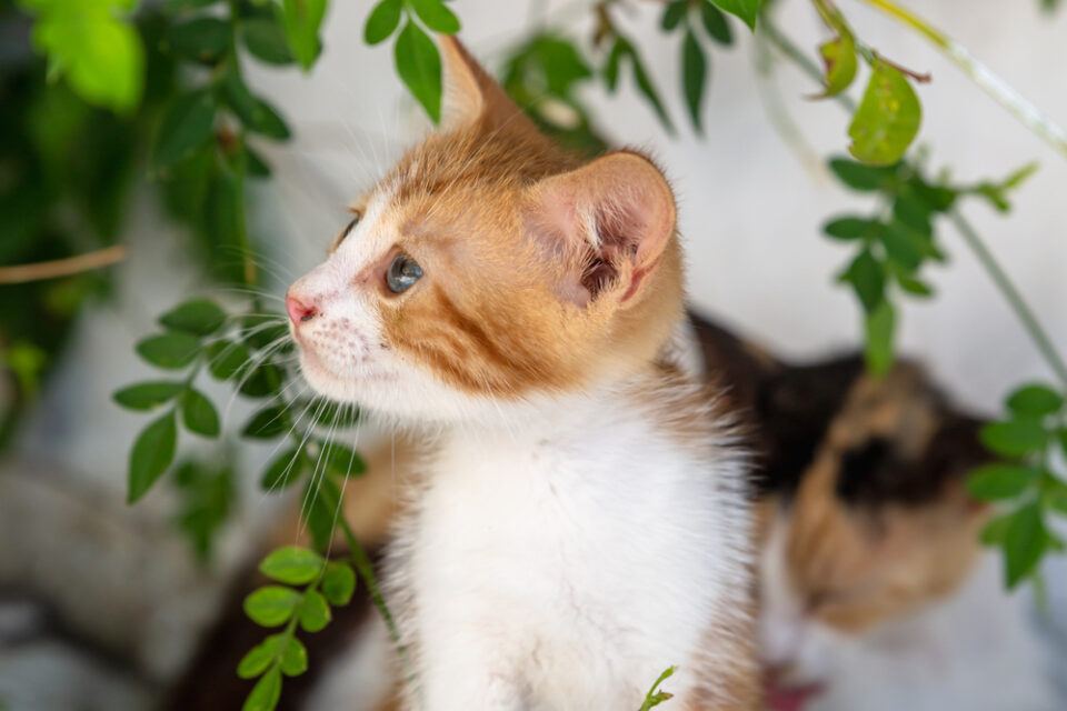 300 Cat Names Beginning With C For The Coolest Cutie Ever