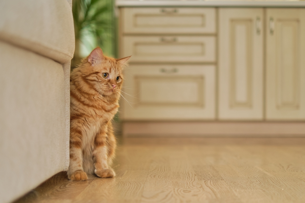 Şişkin Bir Kedi İçin Hayatını Kolaylaştıracak 7 Ev Tedavisi