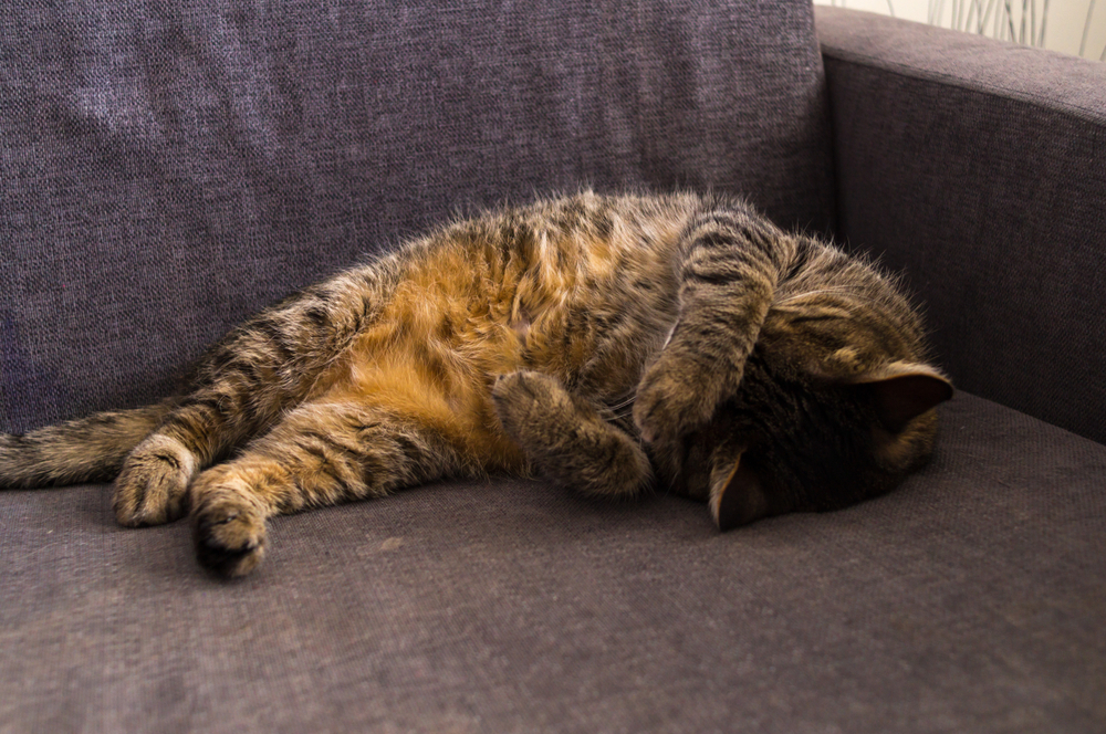 7 Home Remedies For A Bloated Cat That Will Ease Her Life