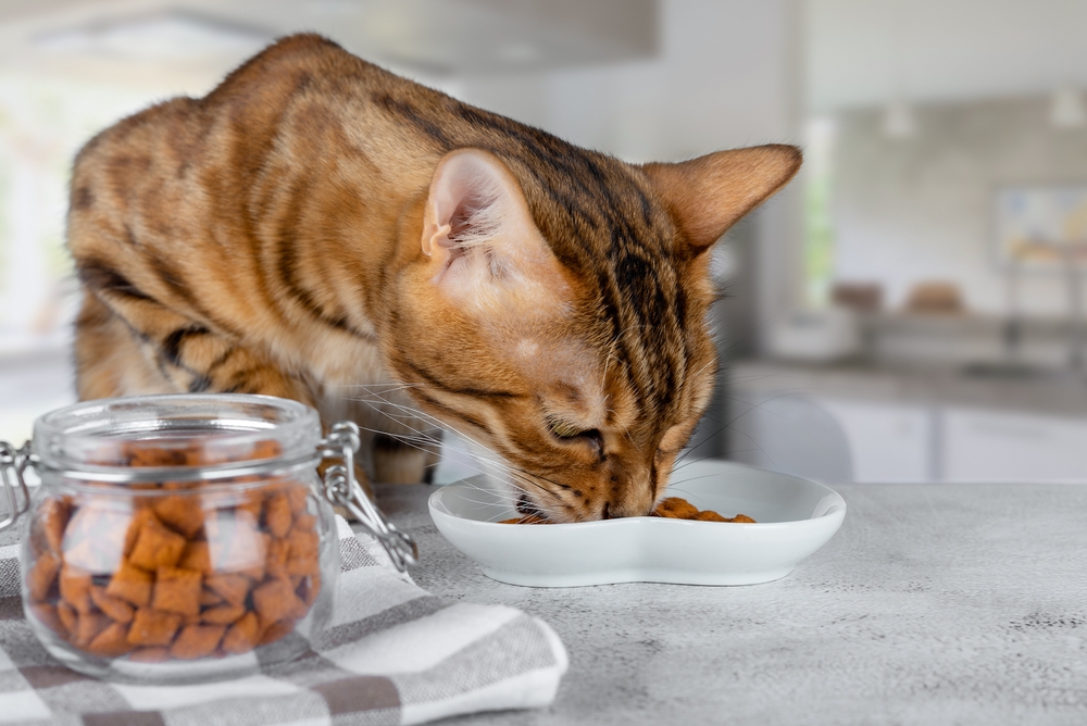 A Balanced Bengal Cat Diet: What Does It Take To Achieve It?