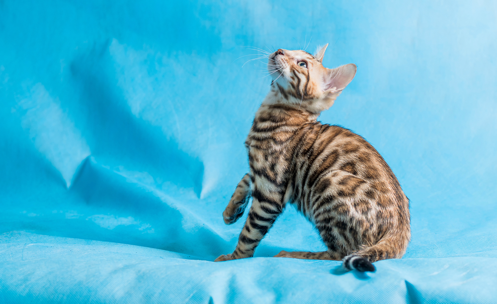 Bengal Cat Breed: Personality Of A Leopard-Like Kitty